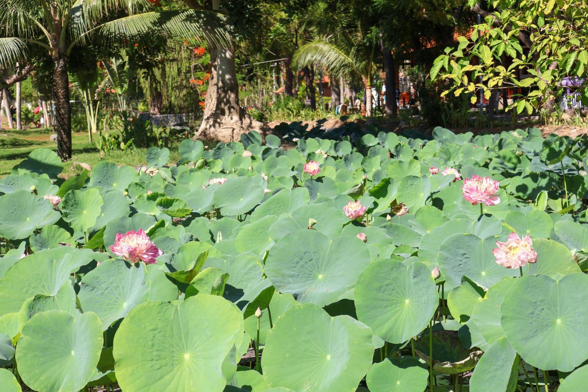 Ttc Resort Ninh Thuan - Unlimited Access To Water Park Phan Rang Exterior photo